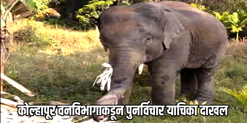 वनतारात नकोच, ओंकार हत्तीला नैसर्गिक अधिवासातच ठेवावे