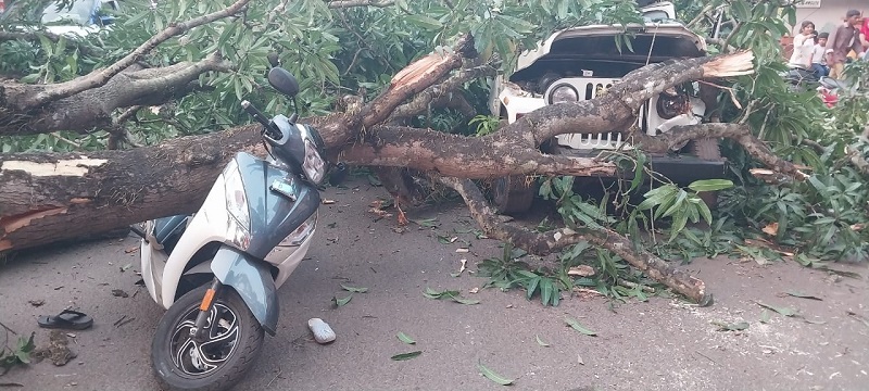 कळंगुटमध्ये झाड कोसळून पर्यटक जखमी