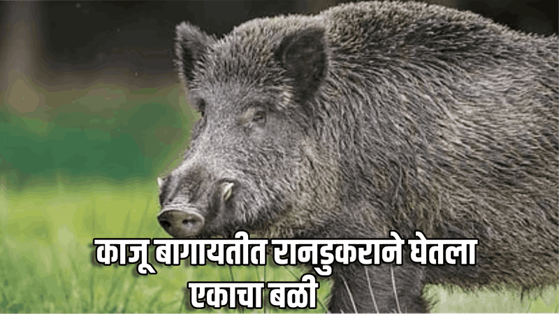 रानडुकराच्या हल्ल्यात एकाचा मृत्यू