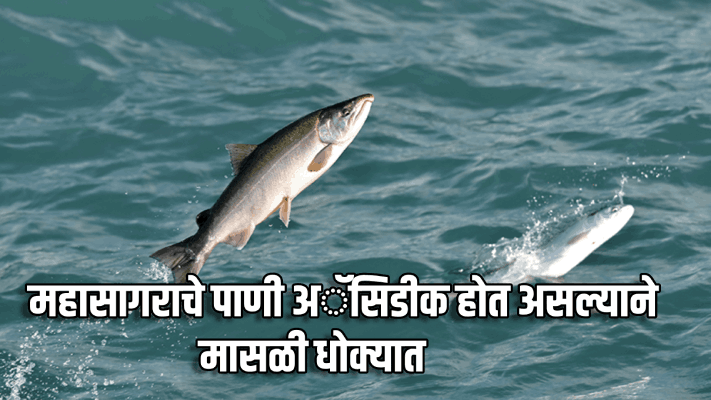 महासागराचे पाणी बनतेय अॅसिडिक; ताटातील मासळीला धोका