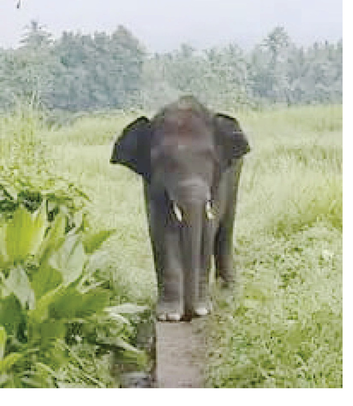 कायमस्वरूपीच तोडगा काढण्याची गरज