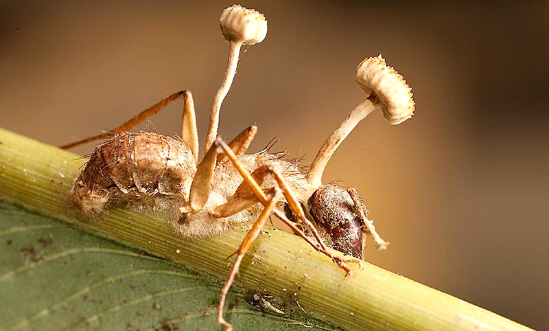 झॉम्बी फंगस : एक थरारक सत्य