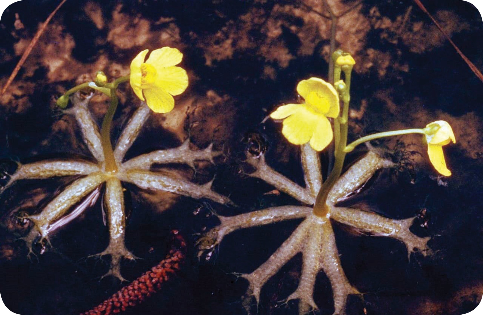 निसर्गाचे नवल: कीटकभक्षी अर्थात मांसाहारी वनस्पती