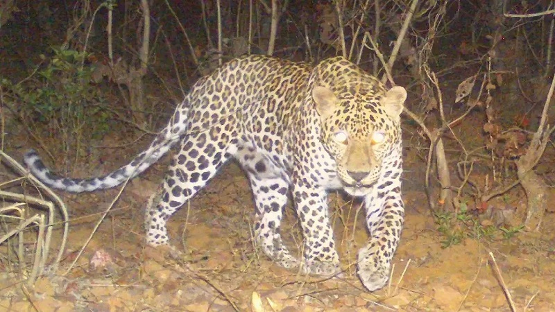 रस्ता ओलांडण्याच्या नादात बिबट्याची दुचाकीवर उडी