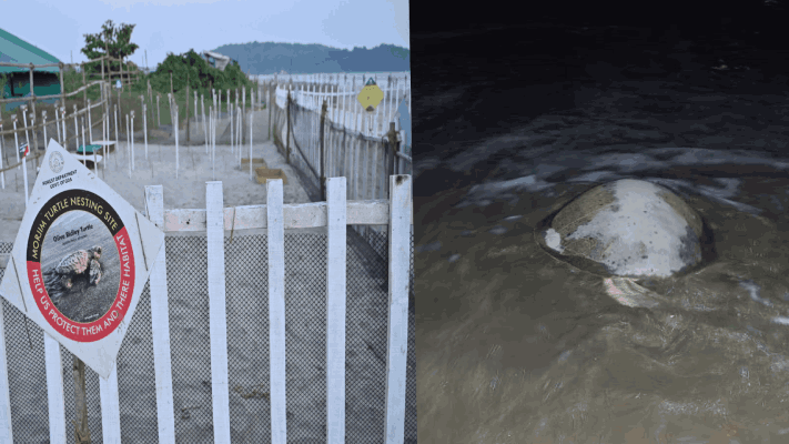 मोरजीत सागरी कासवाने घातली ९९  अंडी!