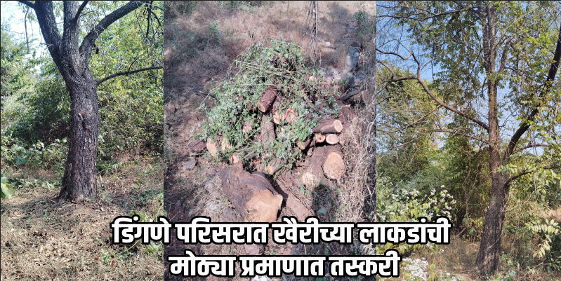 डिंगणे परिसरात मौल्यवान खैरीच्या लाकडांची राजरोस तस्करी