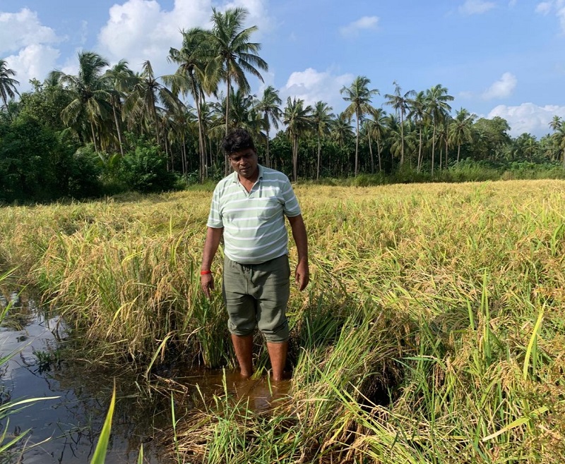 गोवा : १५ जानेवारीपर्यंत शेतकऱ्यांना मिळणार नुकसान भरपाई
