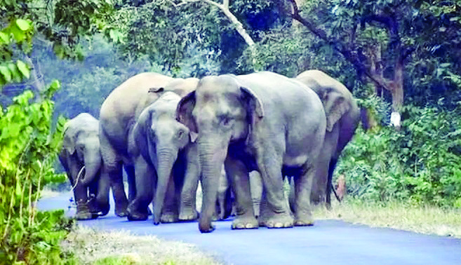 अन्नाच्या शोधात हत्तींचा गावात धुमाकूळ