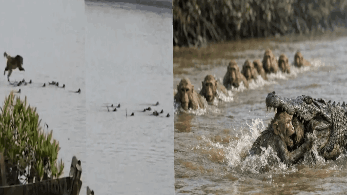 मगरीपासून साथीदाराला वाचवण्यासाठी माकडांनी केली नदी पार; ओडिशातील घटना