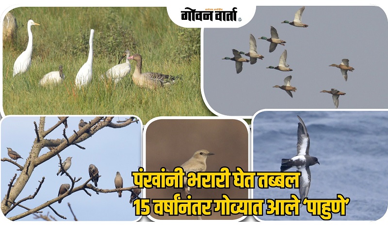 तब्बल १५ वर्षांनंतर गोव्यात आले दुर्मिळ पक्षी