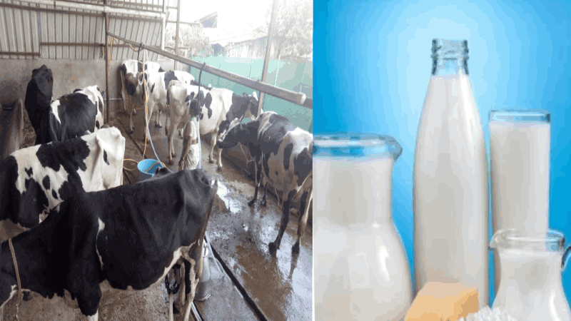 सत्तरी तालुक्यातील दूध उत्पादकांची आधारभूत रक्कम रखडली