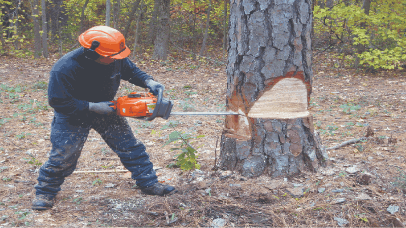 झाडे कापण्याचे नियम केले अधिक कठोर : जम‌िनीच्या सर्व मालकांची ‘ना हरकत’ बंधनकारक