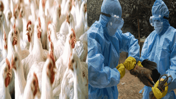 भारतातील काही ठिकाणी बर्ड फ्लूचा शिरकाव; लक्षणे आणि उपाय काय?