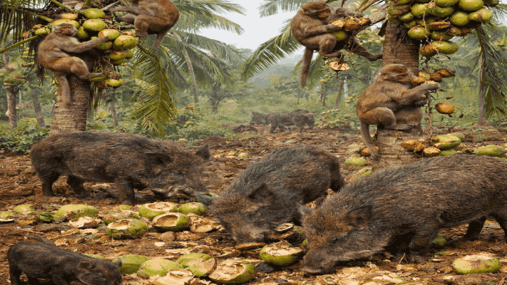 सत्तरीत रानडुक्कर आणि माकडांनी मांडला उच्छाद! बागायतींचे मोठ्या प्रमाणावर नुकसान