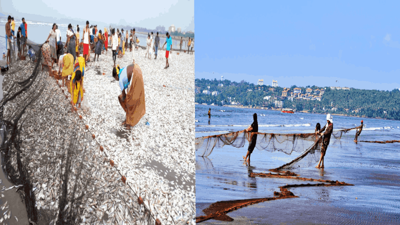 करंझाळे समुद्रकिनाऱ्यावरील मासळीमध्ये जड धातूंचे प्रमाण जास्त : नियमित खाणे आरोग्यास धोकादायक