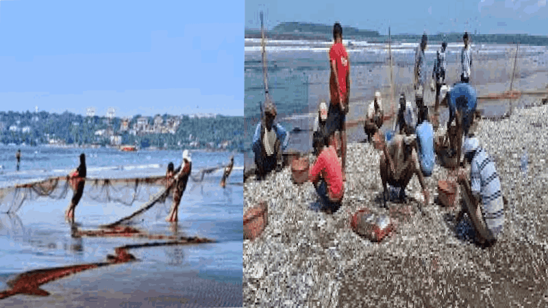 मासळीमधील धातूंचे प्रमाण; तज्ज्ञांच्या अहवालानंतर सरकार करणार कारवाई : मंत्री हळर्णकर