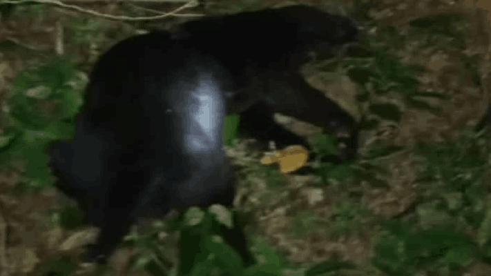 भगवान महावीर अभयारण्यात सापडलेल्या मृत काळा बिबटाप्रकरणी एसओपीचे पालन करून तपास