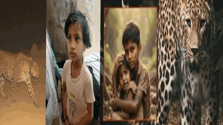 ११ वर्षांच्या भावाचे धाडस; ९ वर्षीय बहिणीला सोडवले बिबट्याच्या कराल जबड्यातून