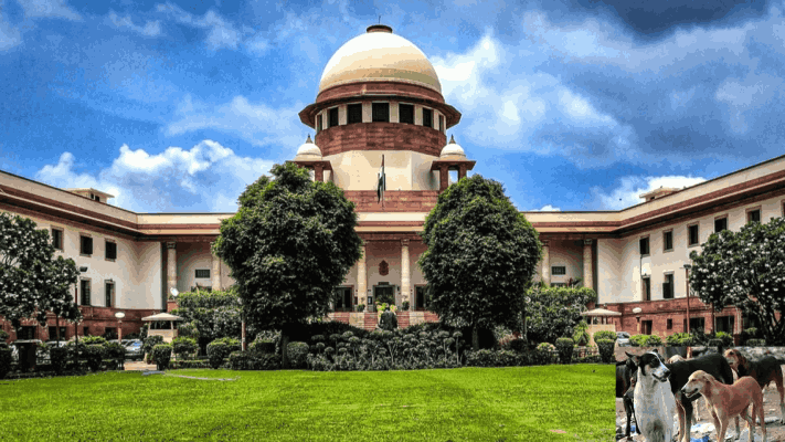 भटक्या कुत्र्यांना रस्त्यांवरून हटवण्याचे आदेश दिले नाहीत! : सर्वोच्च न्यायालय