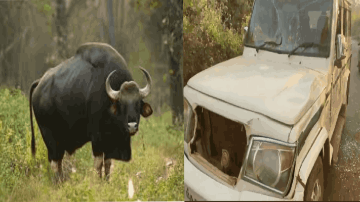 डिचोलीत गव्या रेड्याची बोलेरो गाडीला धडक : गाडीचे नुकसान