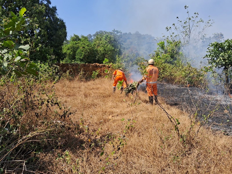 हिवरे-सत्तरी येथील काजू बागायतीला आग लागून ३ लाखांचे नुकसान