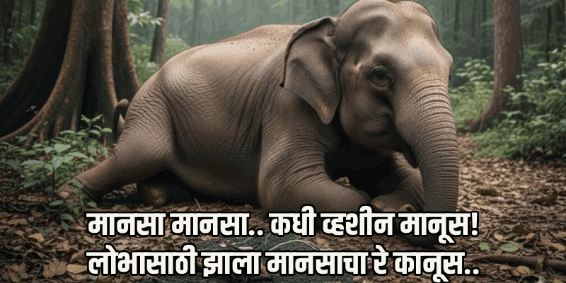 क्रौर्याचा कळस: भुकेने व्याकूळ हत्तीने खाल्ला 'देशी बॉम्ब'; तोंडात झाला स्फोट