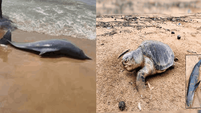 गोव्यात जानेवारीच्या पहिल्या पंधरवड्यात समुद्रकिनाऱ्यांवर अनेक जलचर, पक्षी आढळले मृतावस्थेत