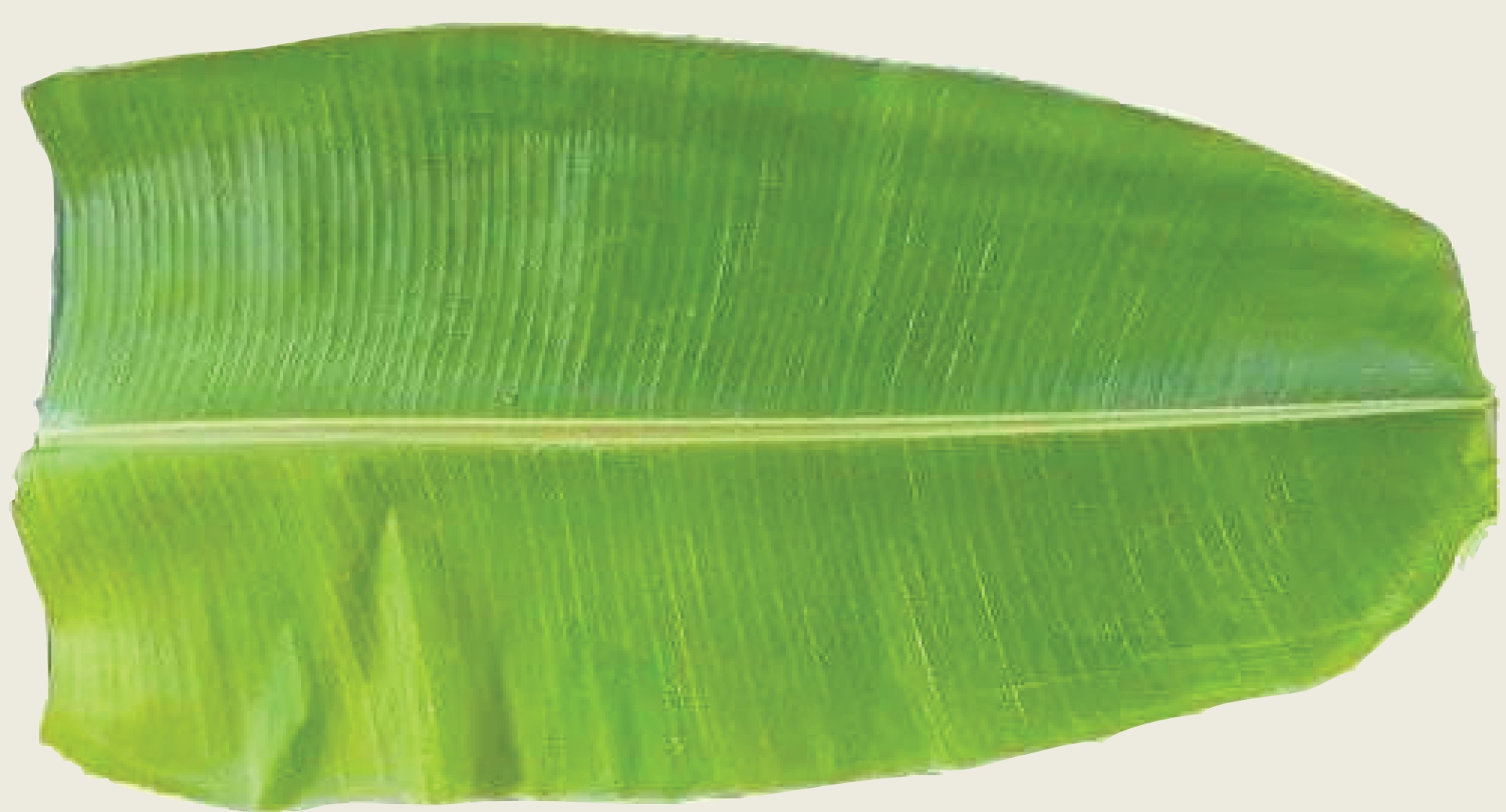 पानांचे ताट