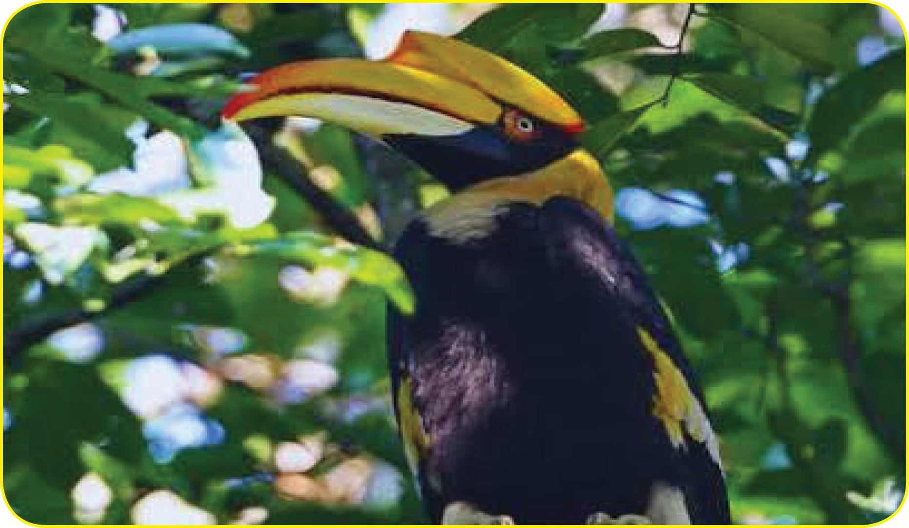 जंगलाचा शेतकरी - धनेश