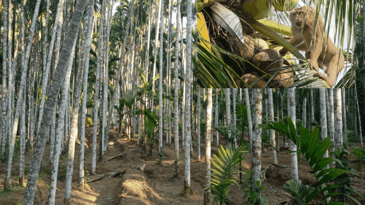 गोव्यात आता माकडांकडून सुपारीची नासधूस; सत्तरीतील शेतकरी धास्तावले