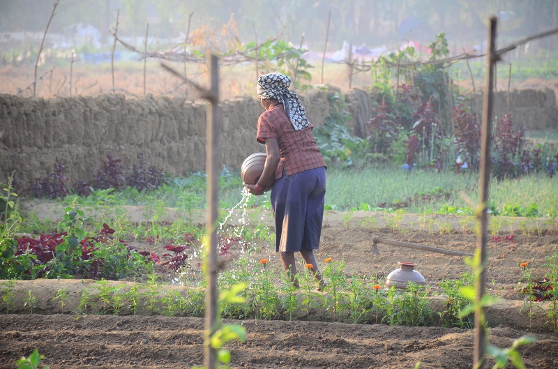 भाजीच्या लागवडीत वाढ; मात्र उत्पन्न घटले