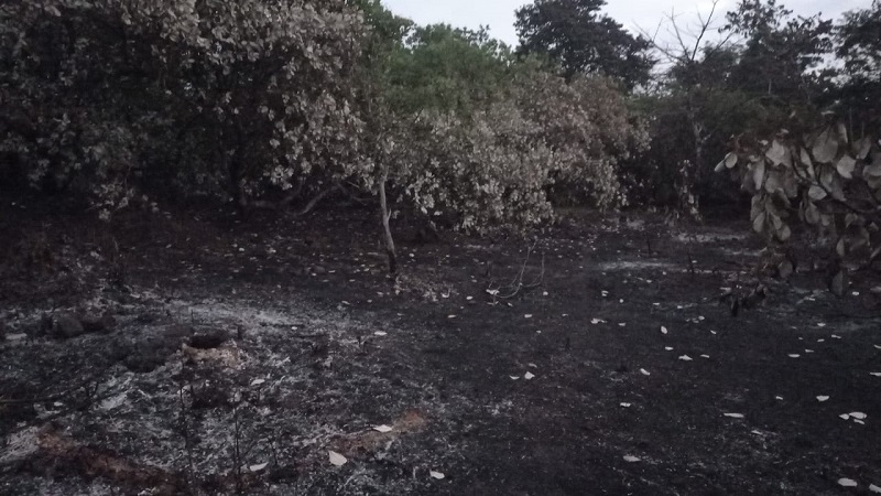 नानोडा येथील काजू बागायतीला आग; शेतकऱ्याचे मोठे नुकसान