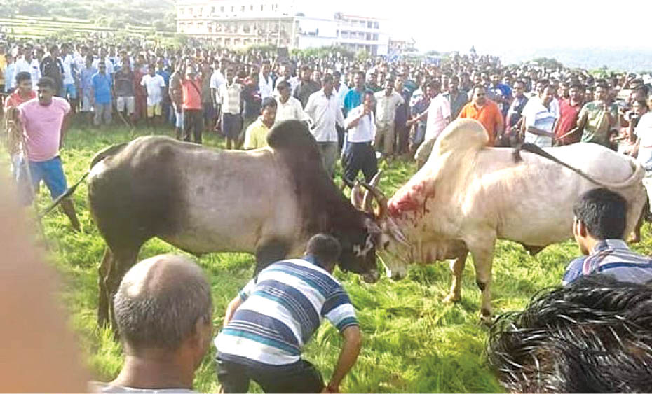 कोलव्यातील धिरयो : कायद्याची पायमल्ली