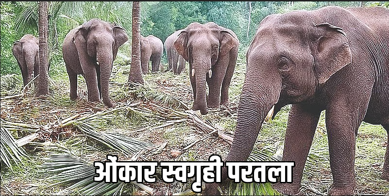 सहा महिन्यांच्या भटकंती नंतर 'ओंकार' हत्ती आपल्या कळपात पुन्हा सामील