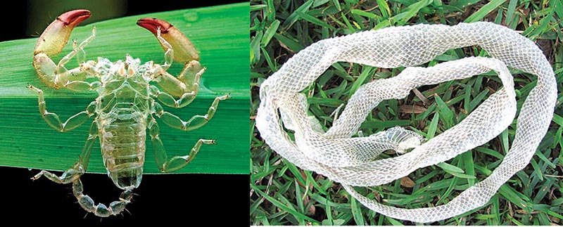 निसर्गाची किमया:  प्राण्यांचे रंगबदल  आणि कात टाकणे