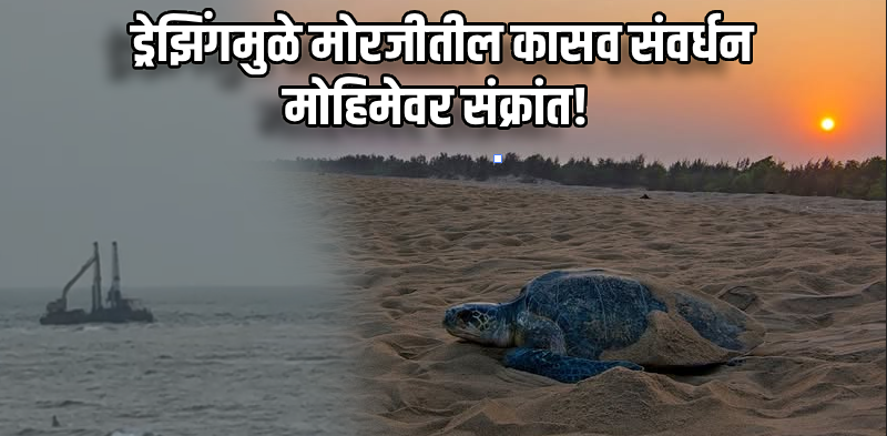 शापोरा नदीतील ड्रेझिंगमुळे मोरजीतील कासव संवर्धन धोक्यात!