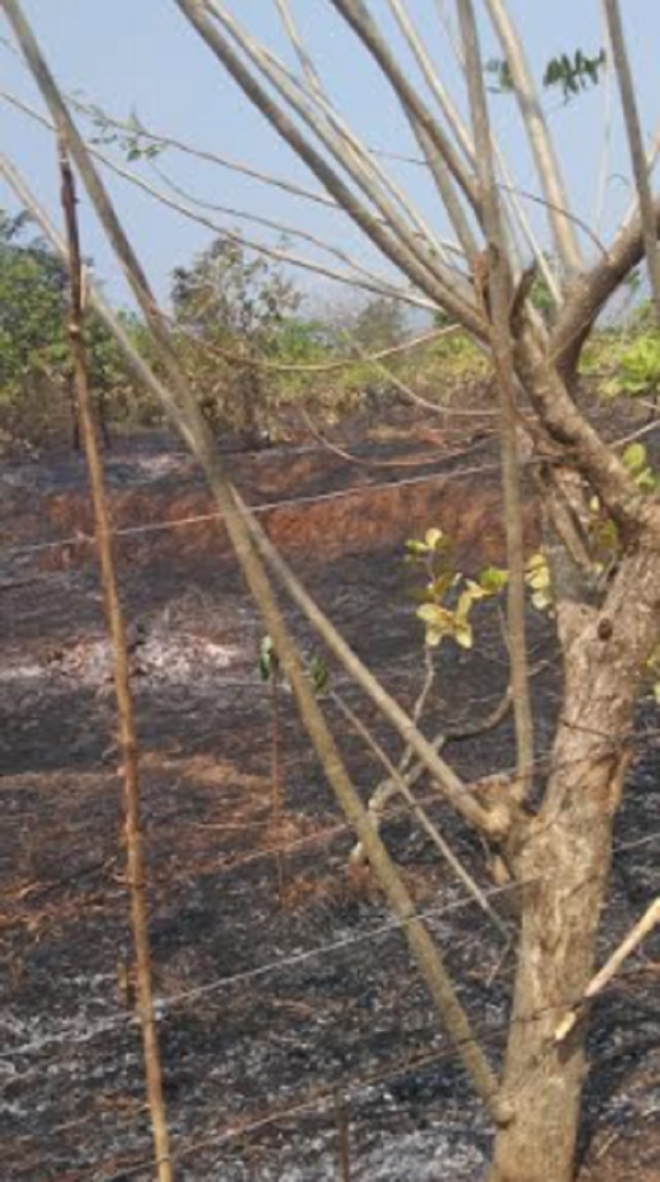 सालेली-सत्तरी येथील काजू बागायती आगीच्या भक्ष्यस्थानी