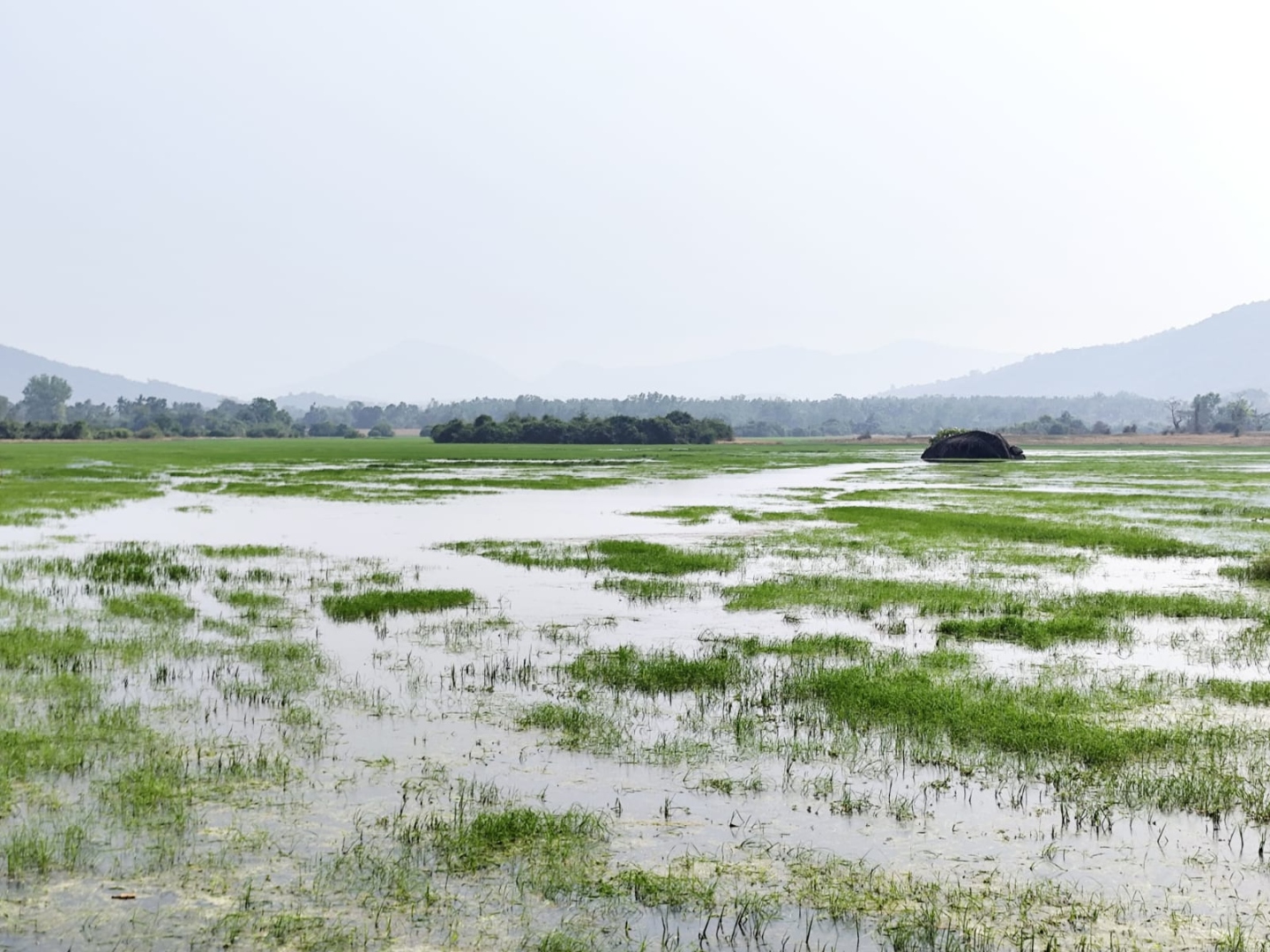 नंदा तलाव - केपे : पारंपरिक ज्ञान व सांस्कृतिक  वारसा जपणारी रामसर आद्रभूमी