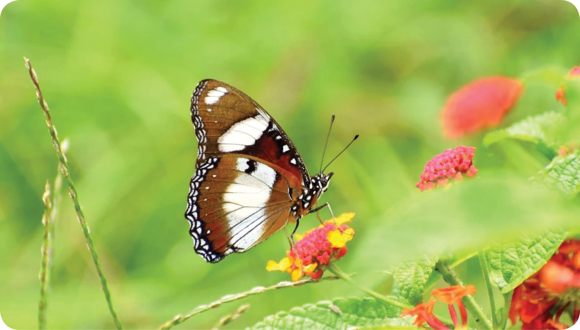 युक्तिबाज वन्यजीव