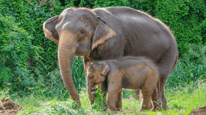 थायलंड सरकारचा अजब निर्णय जगभरात चर्चेत; हत्तिणींचे करणार गर्भनिरोधक लसीकरण