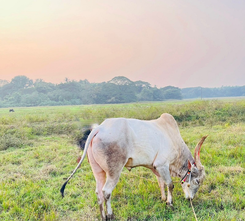 सुरावली येथील धिरयोवेळी एकजण जखमी