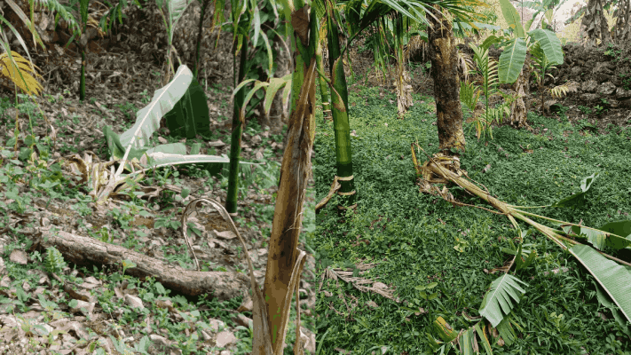 ब्रम्हकरमळी, सत्तरी येथे गव्यांचा धुमाकूळ; बागायतीची नासधूस