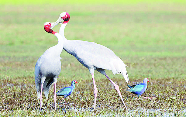 व्हॅलेंटाईन विशेष : वन्यजीवांच्या प्रेमभेटी