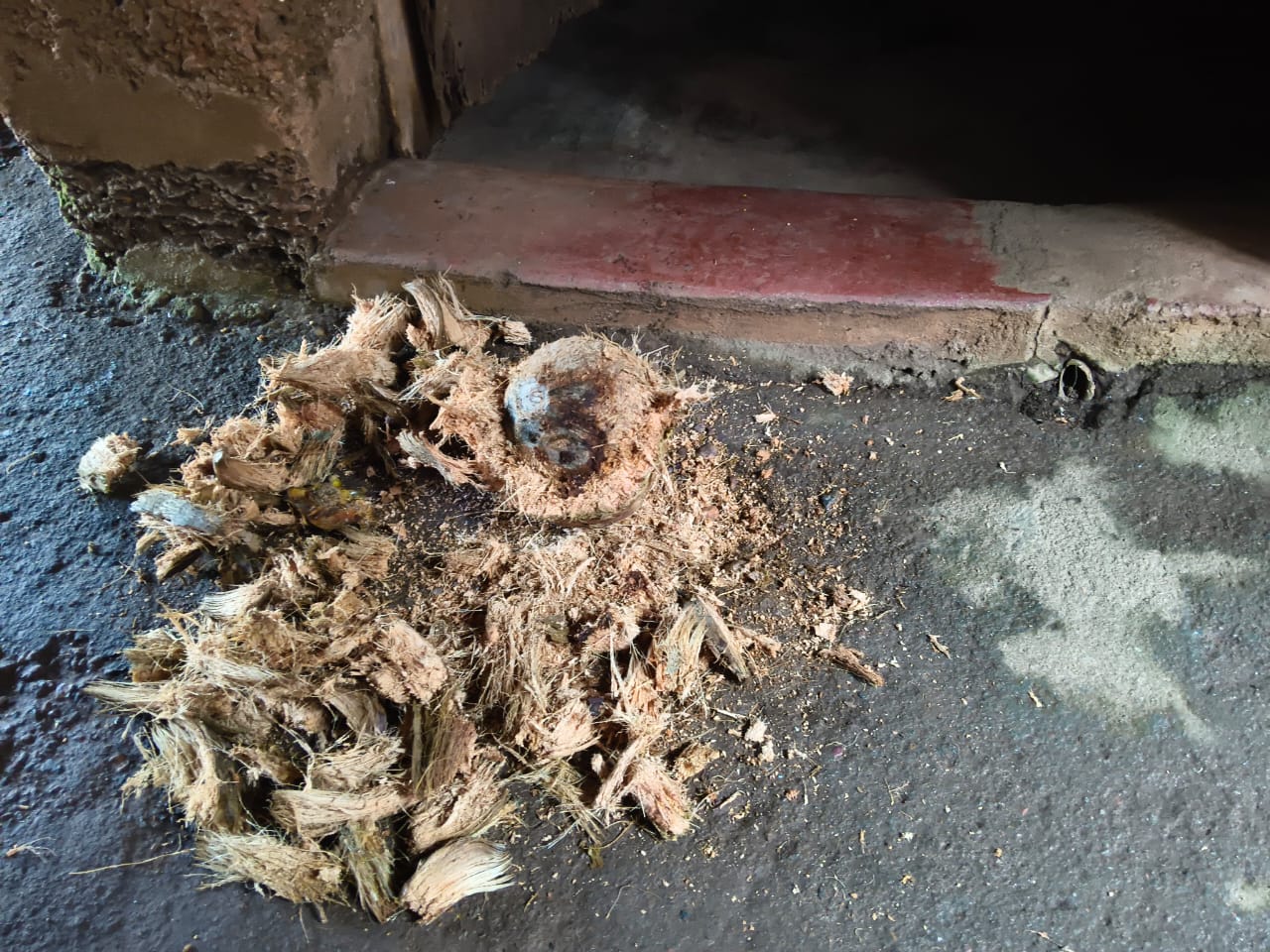 रानडुकराने सोलले अंगणात ठेवलेले नारळ