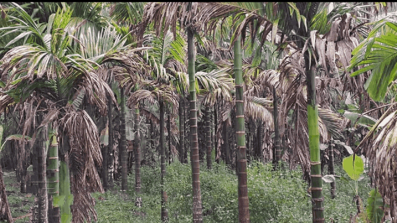 वेळगेत जलसिंचनाचा प्रश्न तीव्र; पाण्याअभावी बागायती करपल्या