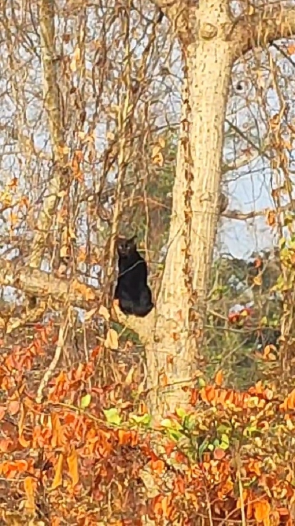 कुडणे येथे भरदिवसा ‘ब्लॅक पँथर’चे दर्शन