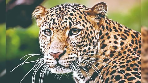 वन्यप्राण्यांच्या दहशतीखाली सत्तरी, डिचोली