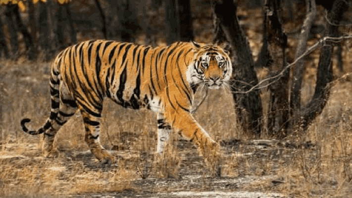 गोव्यात व्याघ्र गणनेला मार्चपासून सुरूवात; तीन टप्प्यांत सर्वेक्षण