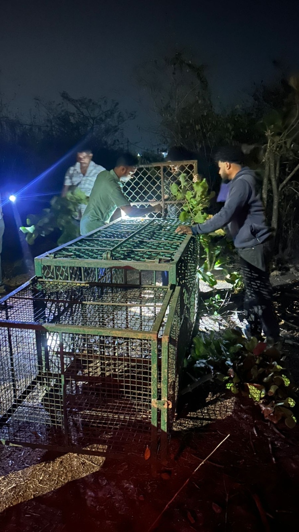 बोर्डे-डिचोलीत बिबट्याचा वावर वाढला