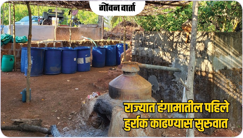 हंगामातील पहिले हुर्राक काढण्यास सुरुवात